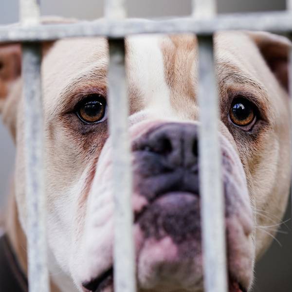 Eine Old English Bulldog steht in einem Tierheim hinter dem Gitter ihres Käfigs.