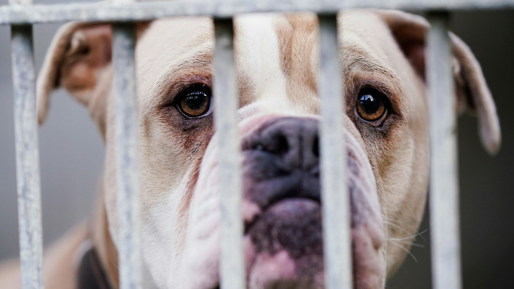 Eine Old English Bulldog steht in einem Tierheim hinter dem Gitter ihres Käfigs.