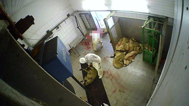 Aufnahmen wie diese schockierten Anfang 2023 die Öffentlichkeit. Sie sollen die Verstöße gegen das Tierschutzgesetz in einem Hürther Schlachthof dokumentieren.