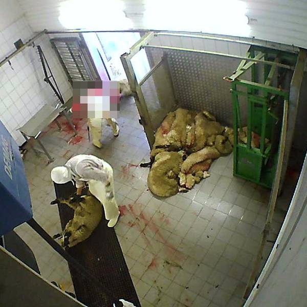 Aufnahmen zeigen den Umgang mit den Rindern und Schafen auf dem Schlachthof in Hürth.