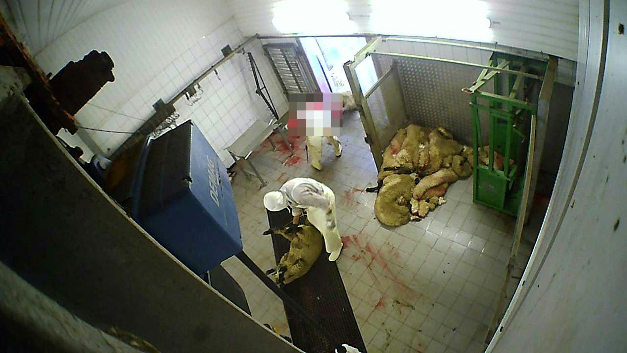 Aufnahmen wie diese schockierten Anfang 2023 die Öffentlichkeit. Sie sollen die Verstöße gegen das Tierschutzgesetz in einem Hürther Schlachthof dokumentieren.