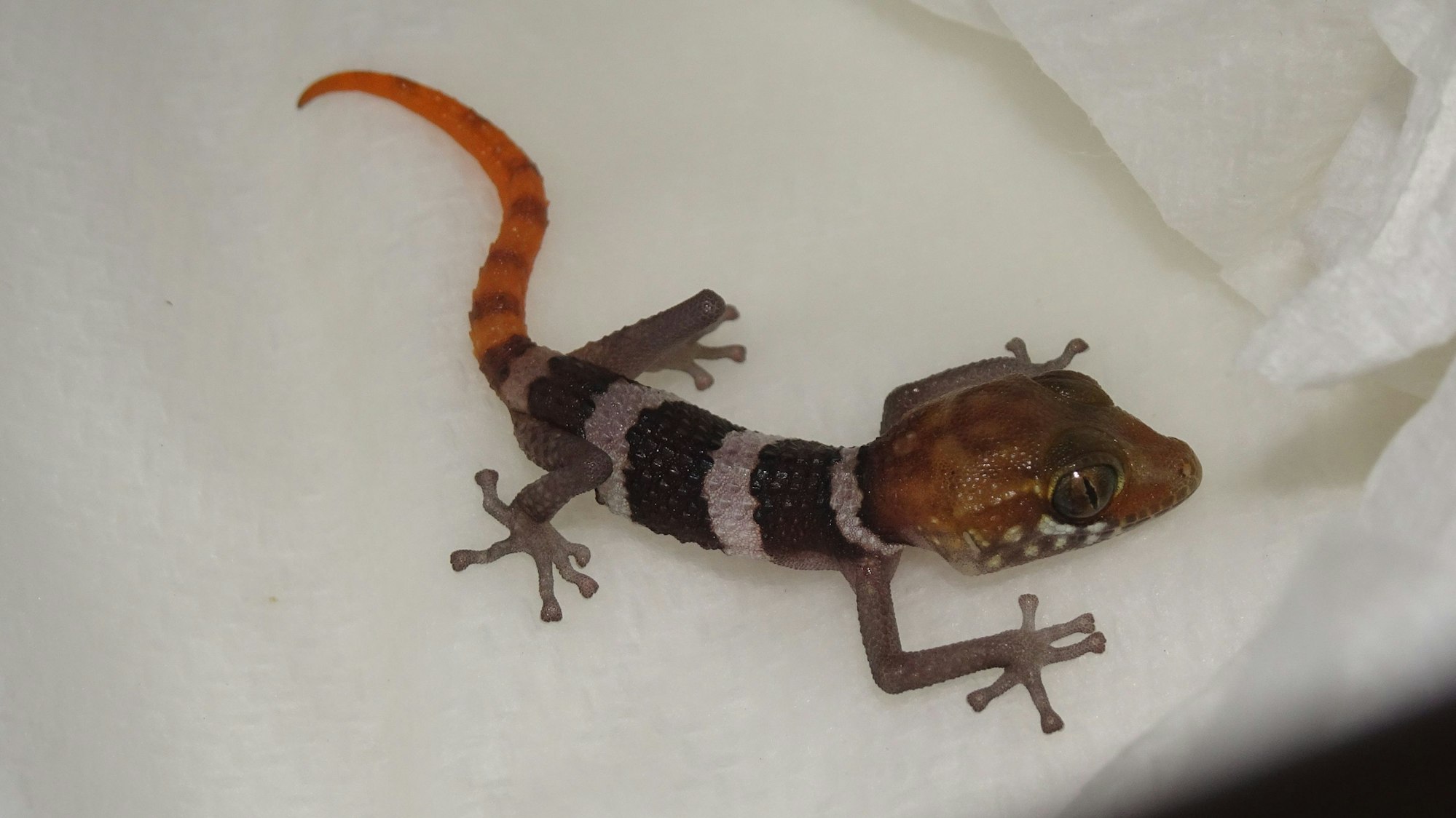 Eine Weltsensation gelang dem Kölner Zoo: Er züchtete als erster die hoch bedrohten Schönkopfgeckos, baut eine Reservepopulation auf und gibt Tiere an andere wissenschaftlich geführte Zoos weiter. Der knapp daumengroße Schönkopfgecko hat einen orangenen Schwanz, einen schwarz-weiß geringelten Körper und einen mittelbraunen Kopf. Seine Beinchen sind dunkelgrau.