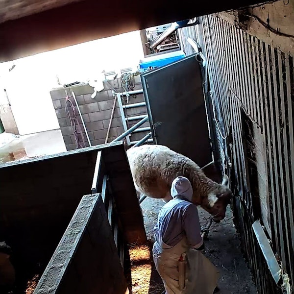 Videoaufnahmen von Tierquälereien in einem Schlachthof in Hürth.