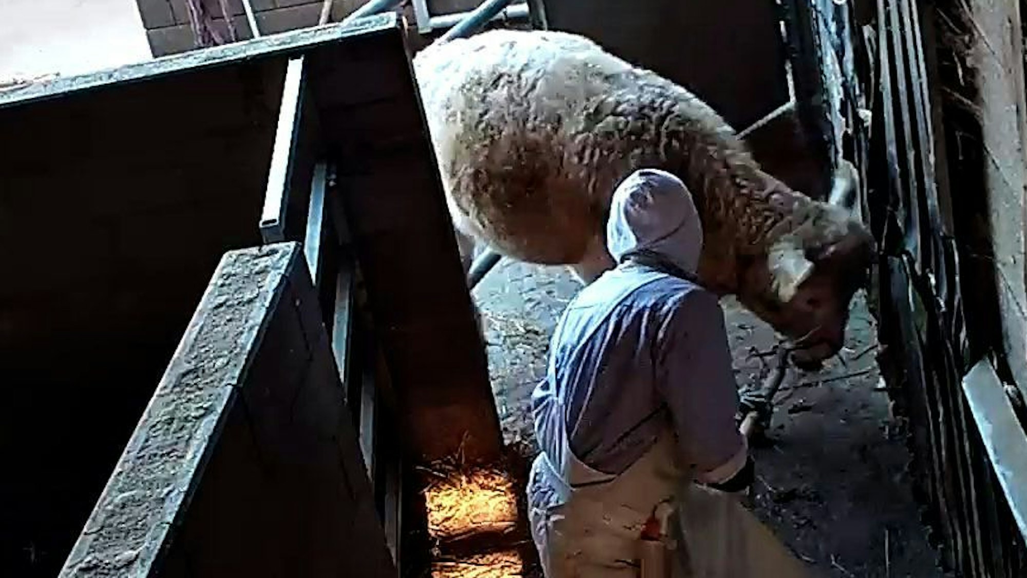 Ein Mann hält auf dem Schlachthof in Hürth-Hermülheim eine Mistgabel ausgestreckt in Richtung eines Schafes.