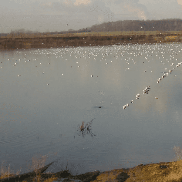 Eine trügerische Idylle: Am Ufer des Boisdorfer Sees wurde das tote Mädchen von der Polizei gefunden.