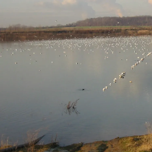 Eine trügerische Idylle: Am Ufer des Boisdorfer Sees wurde das tote Mädchen von der Polizei gefunden.