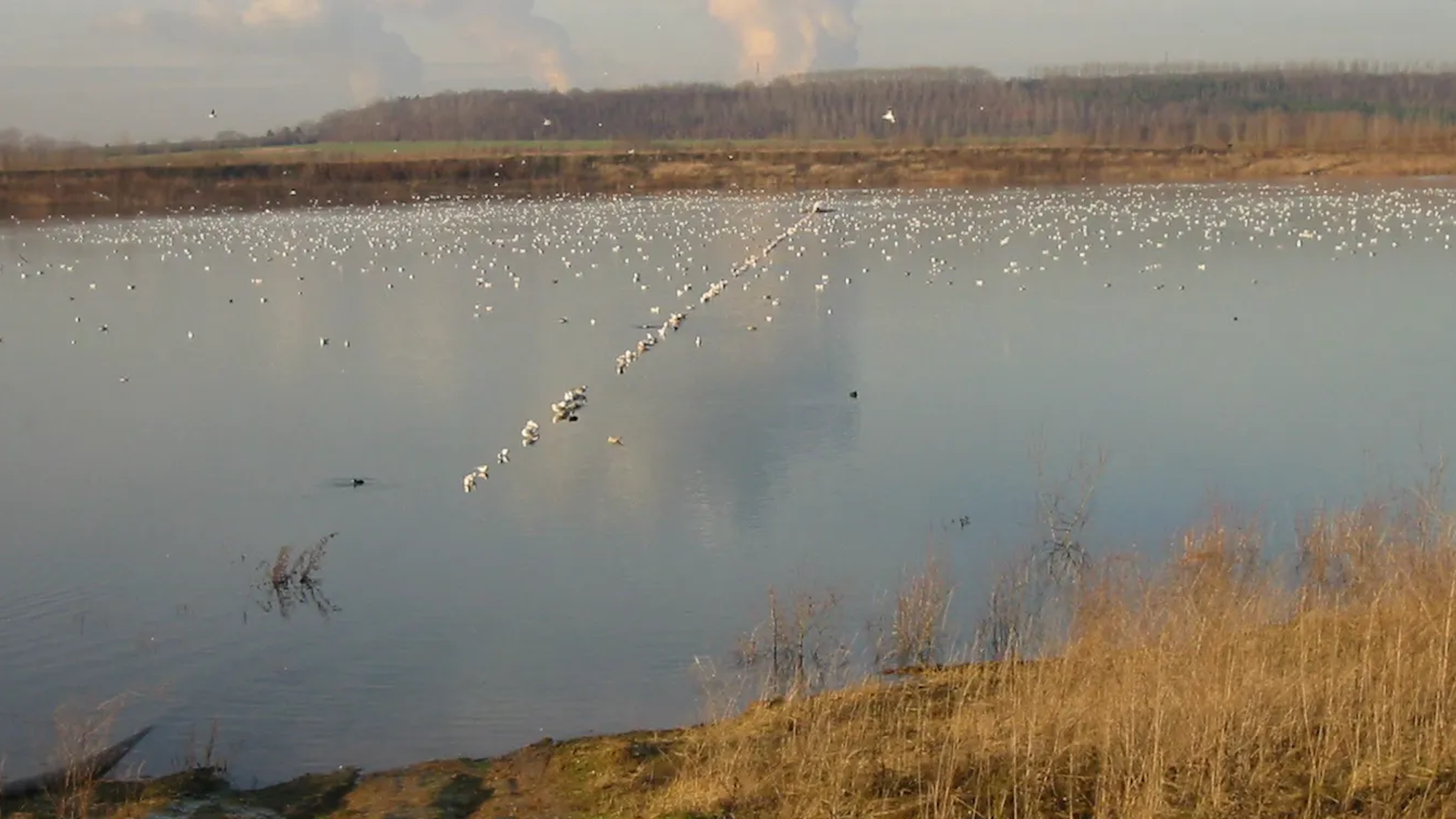 Eine trügerische Idylle: Am Ufer des Boisdorfer Sees wurde das tote Mädchen von der Polizei gefunden.