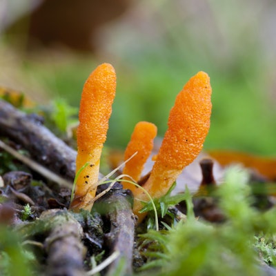 Ein Pilz der Gattung Cordyceps militaris am Waldboden