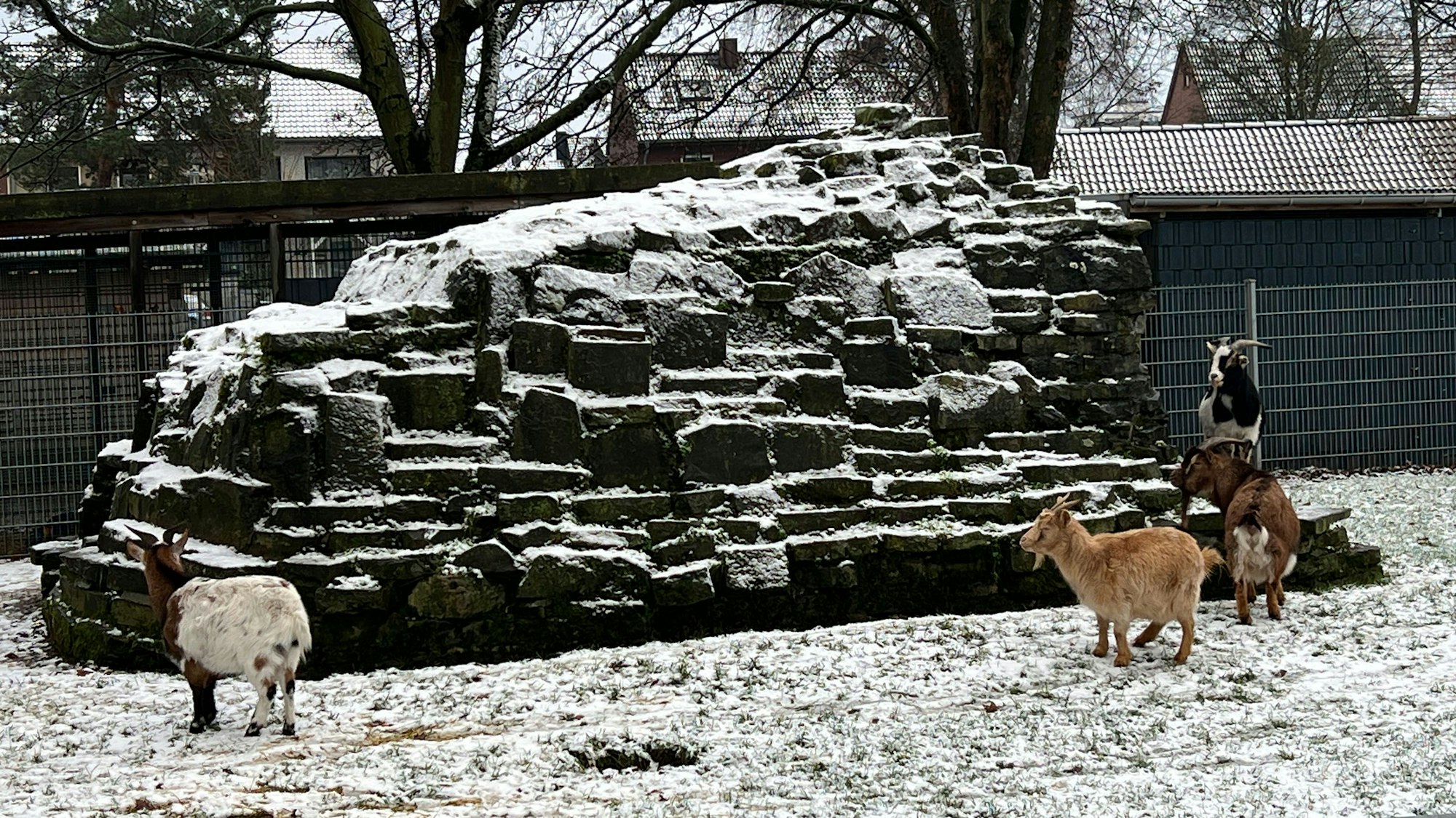 Das Ziegengehege im Tierpark Quadrath-Ichendorf.