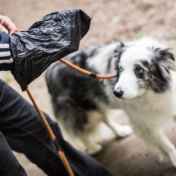 Ein Hund sowie einen Hundehalter mit Kotbeutel.