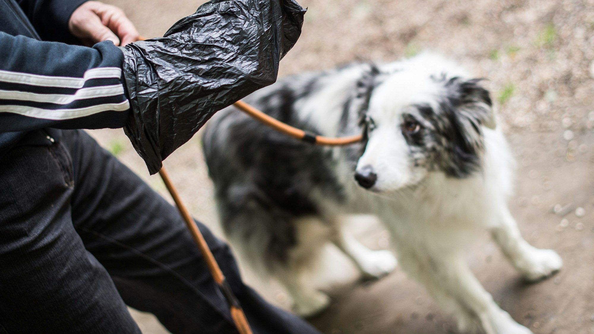 Ein Hund sowie einen Hundehalter mit Kotbeutel.
