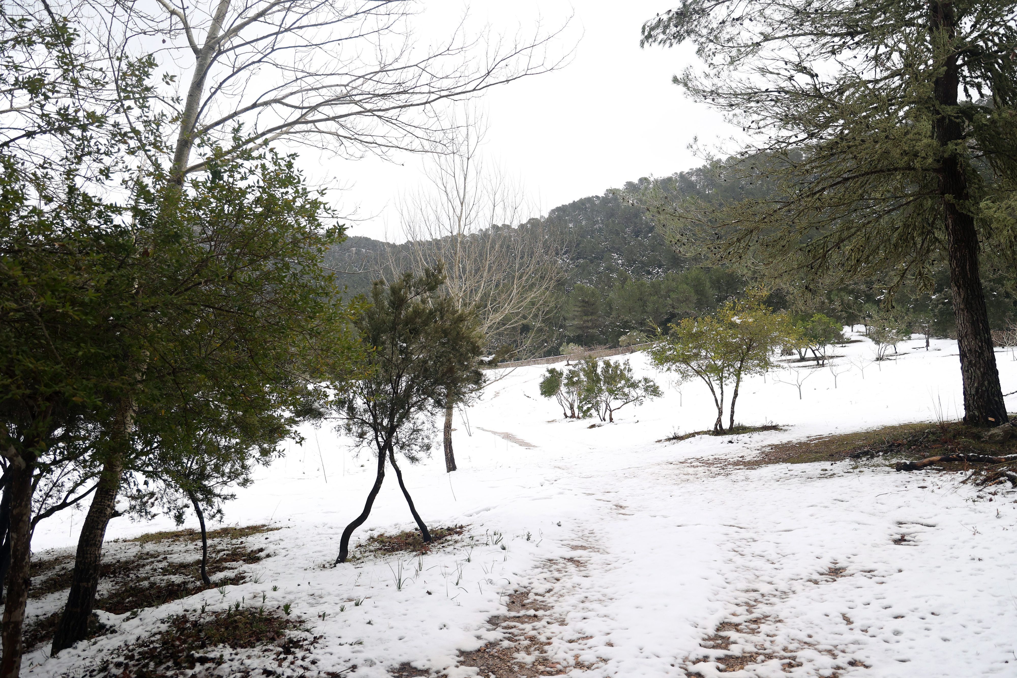 Ein Waldweg auf Mallorca ist komplett zugeschneit.