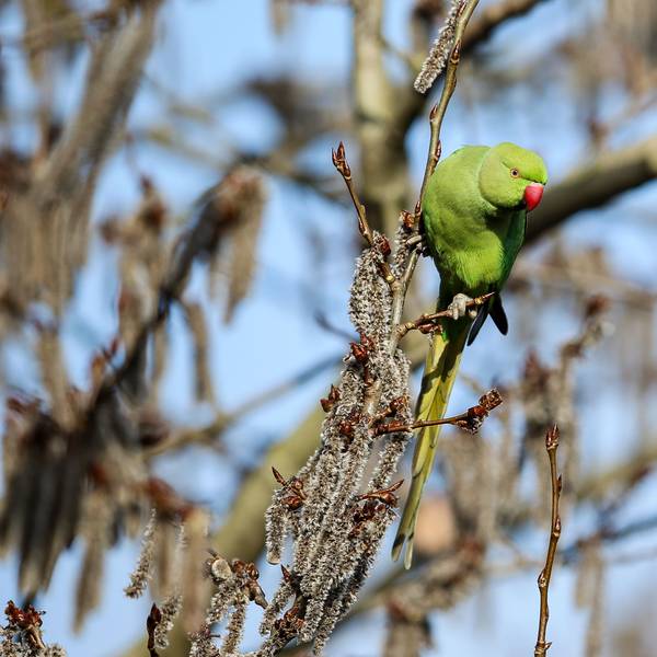 Ein grüner Halsbandsittich sitzt im Baum.