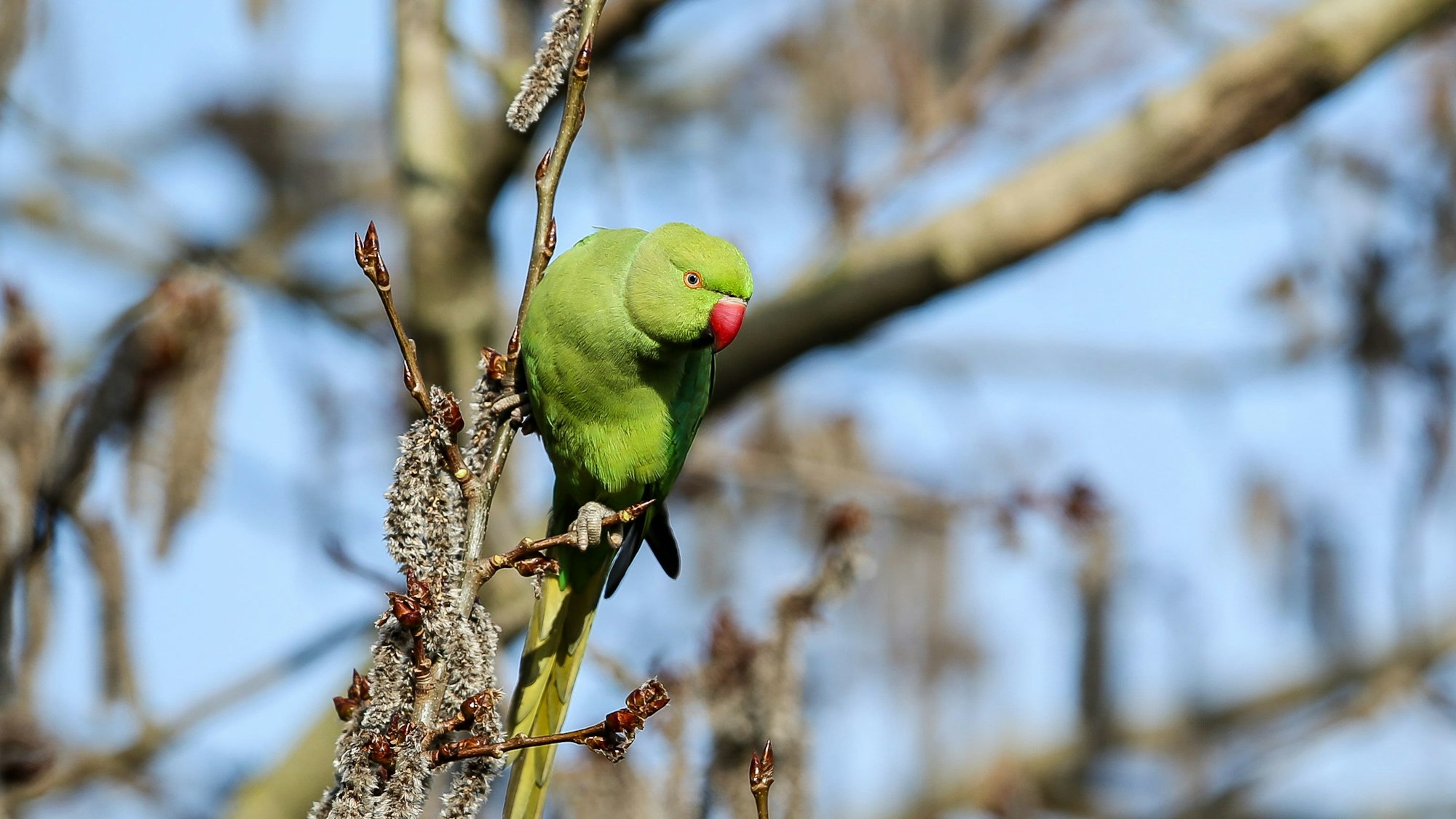 Ein grüner Halsbandsittich sitzt im Baum.