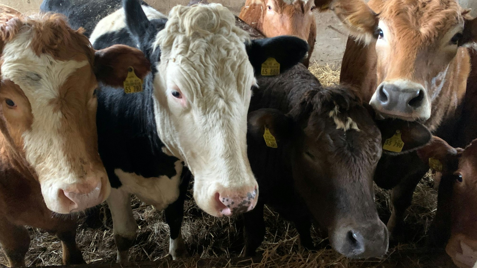 Rinder auf dem Hof der Familie Fritzen im Rhein-Sieg-Kreis