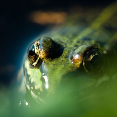 Ein Moorfrosch (Rana Arvalis) in grüner Farbvariante sitzt in einem Teich.