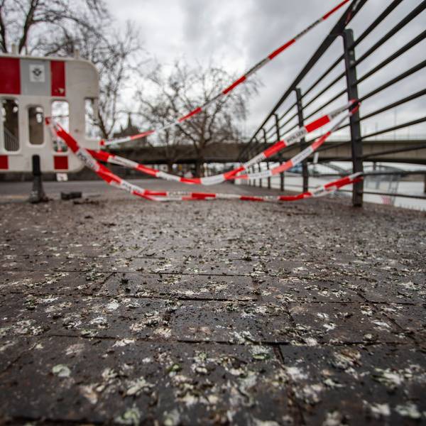 Vogelkot von Halsbandsittichen verschmutzt die Rheinpromenade.