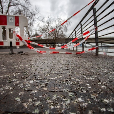 Vogelkot von Halsbandsittichen verschmutzt die Rheinpromenade.