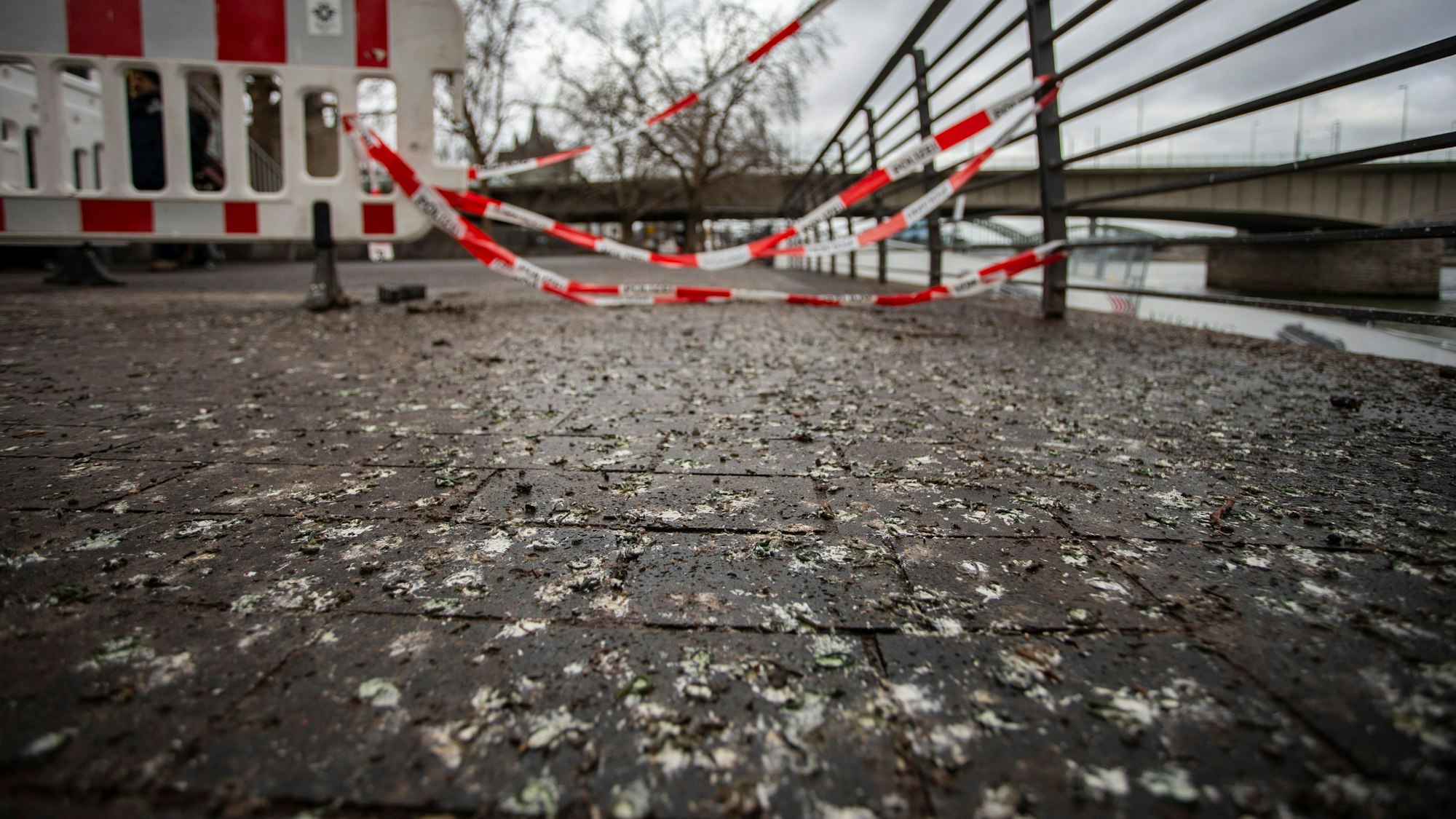 Vogelkot von Halsbandsittichen verschmutzt die Rheinpromenade.