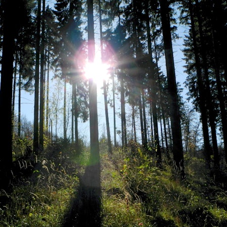Blankenheim Nettersheim Wald Forst