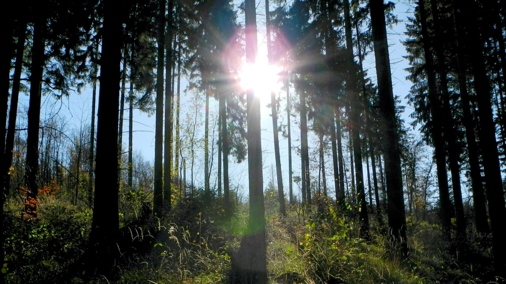 Blankenheim Nettersheim Wald Forst