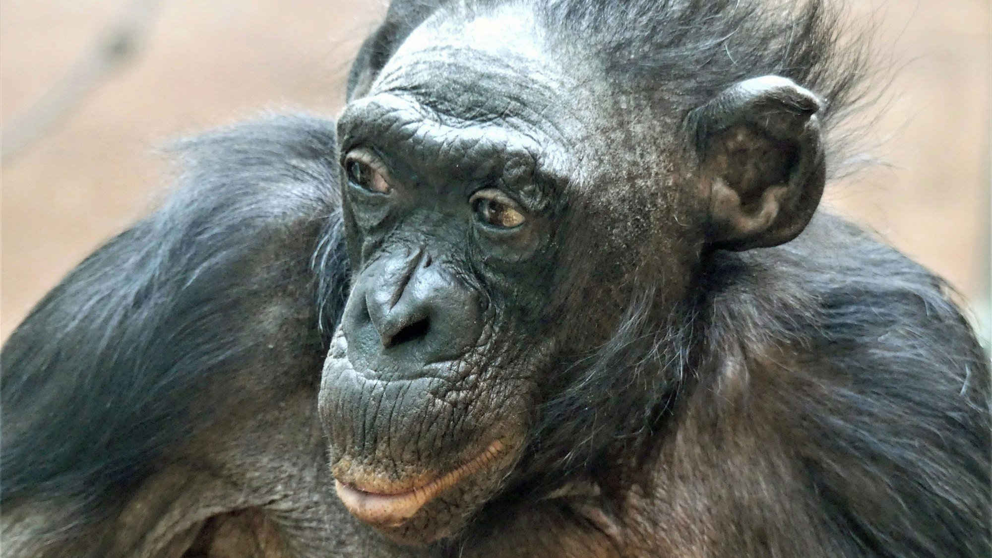 Die Bonobo-Dame «Margrit» im Frankfurter Zoo.