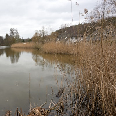 Man sieht eine Teichlandschaft, am Rand Schilfufer.