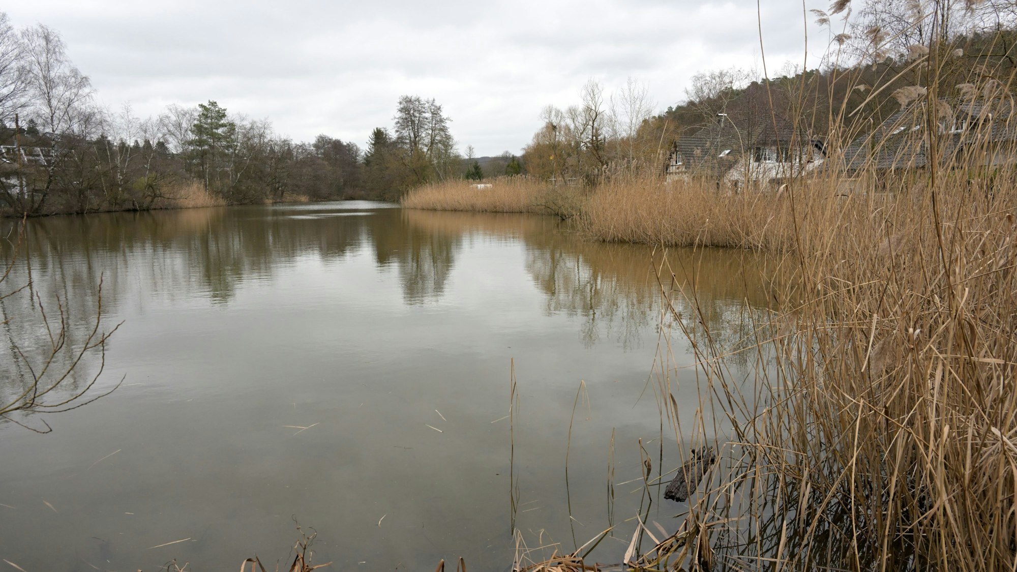 Man sieht eine Teichlandschaft, am Rand Schilfufer.