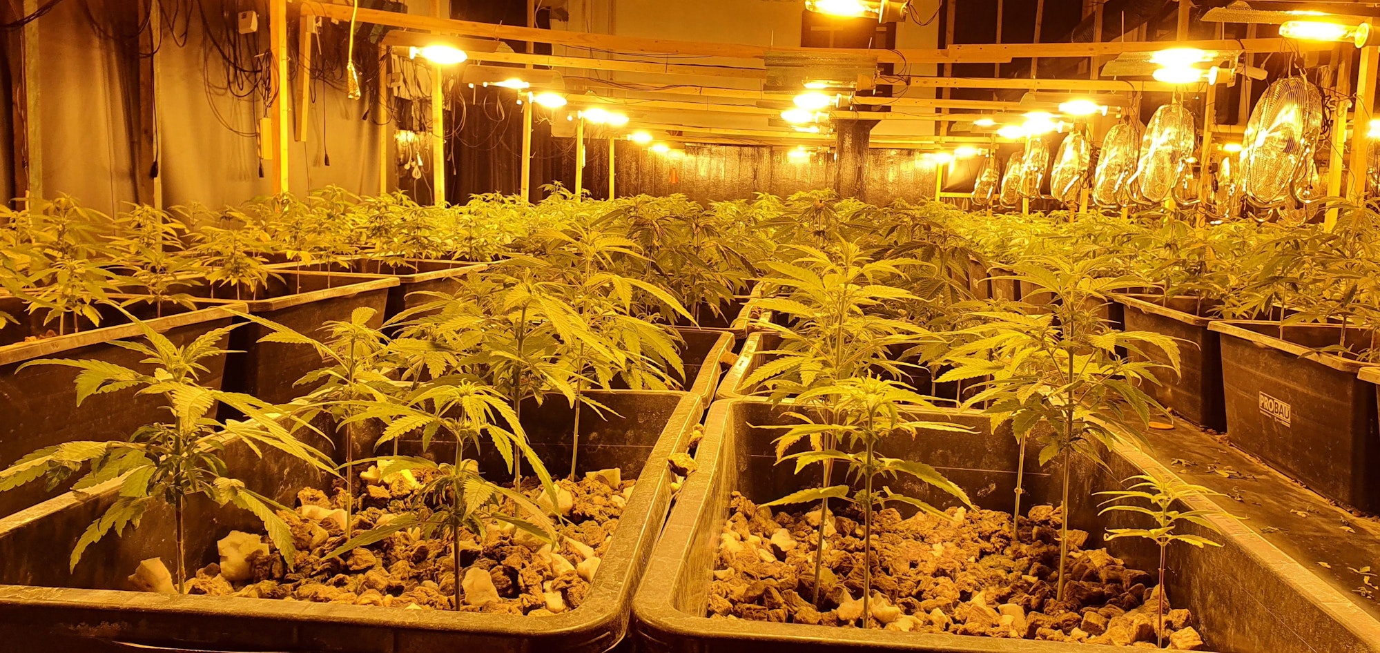 Cannabis-Plantage (Symbolbild)