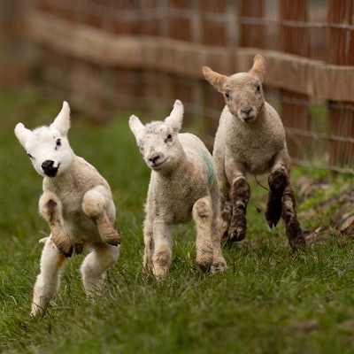 Drei neugeborene Lämmer laufen über eine Wiese.