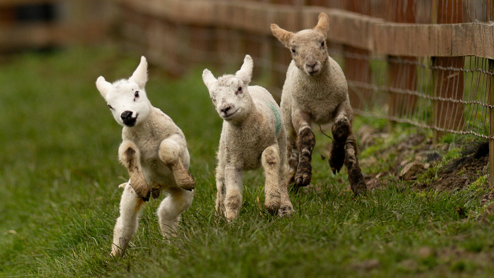 Drei neugeborene Lämmer laufen über eine Wiese.