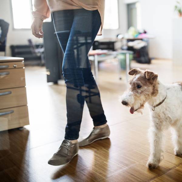 Frau und Hund im Büro