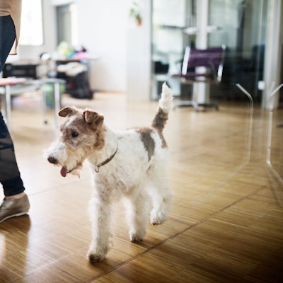 Frau und Hund im Büro