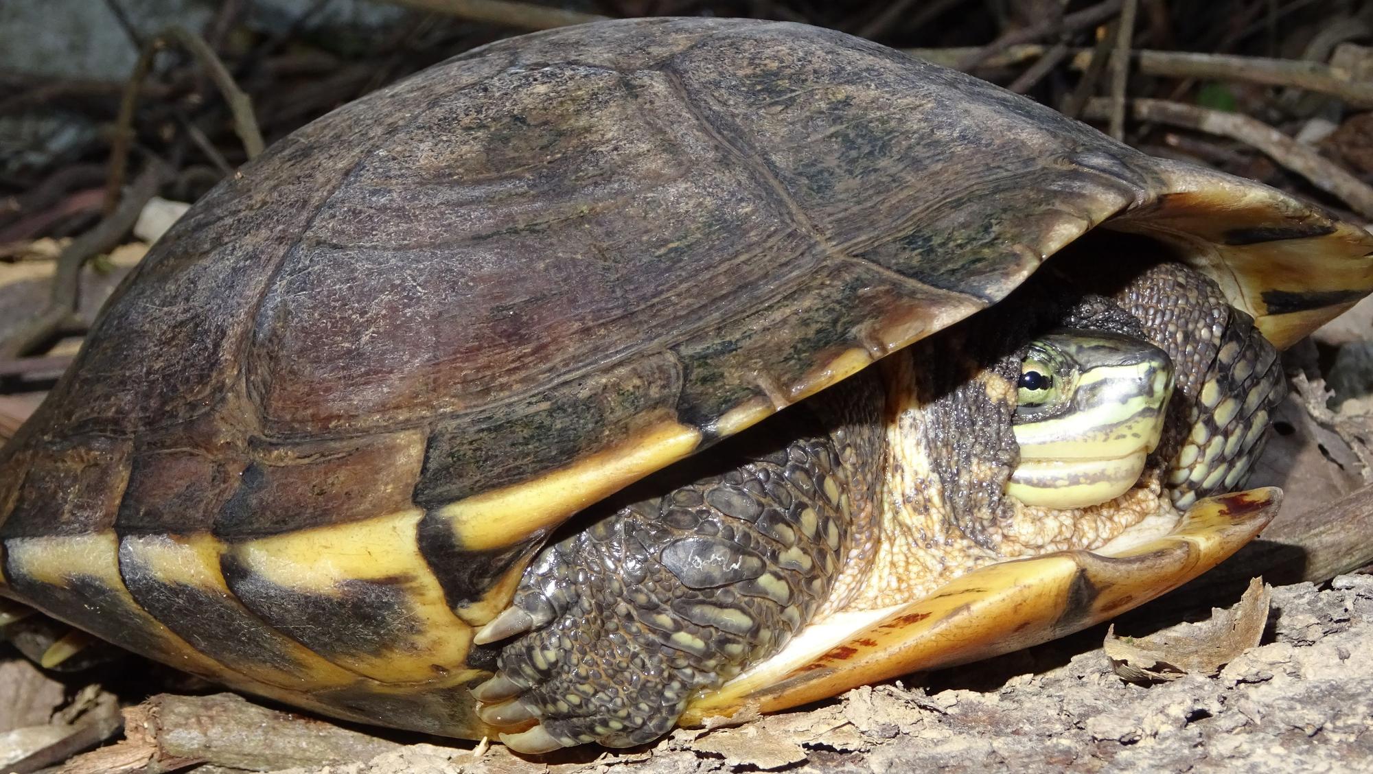 Eine Annan-Bachschildkröte versteckt sich in ihrer Schale.