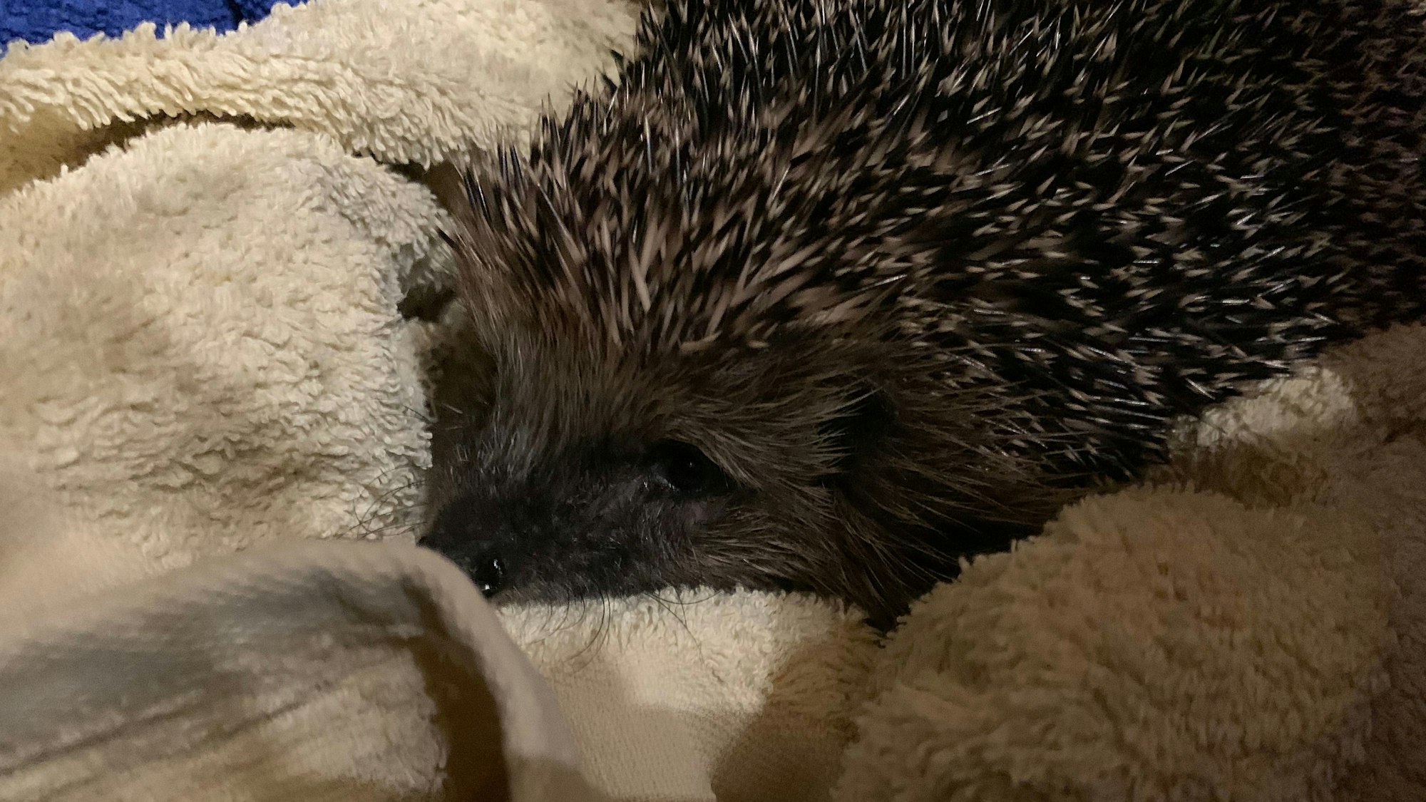 Ein Igel liegt auf einer Plüschdecke
