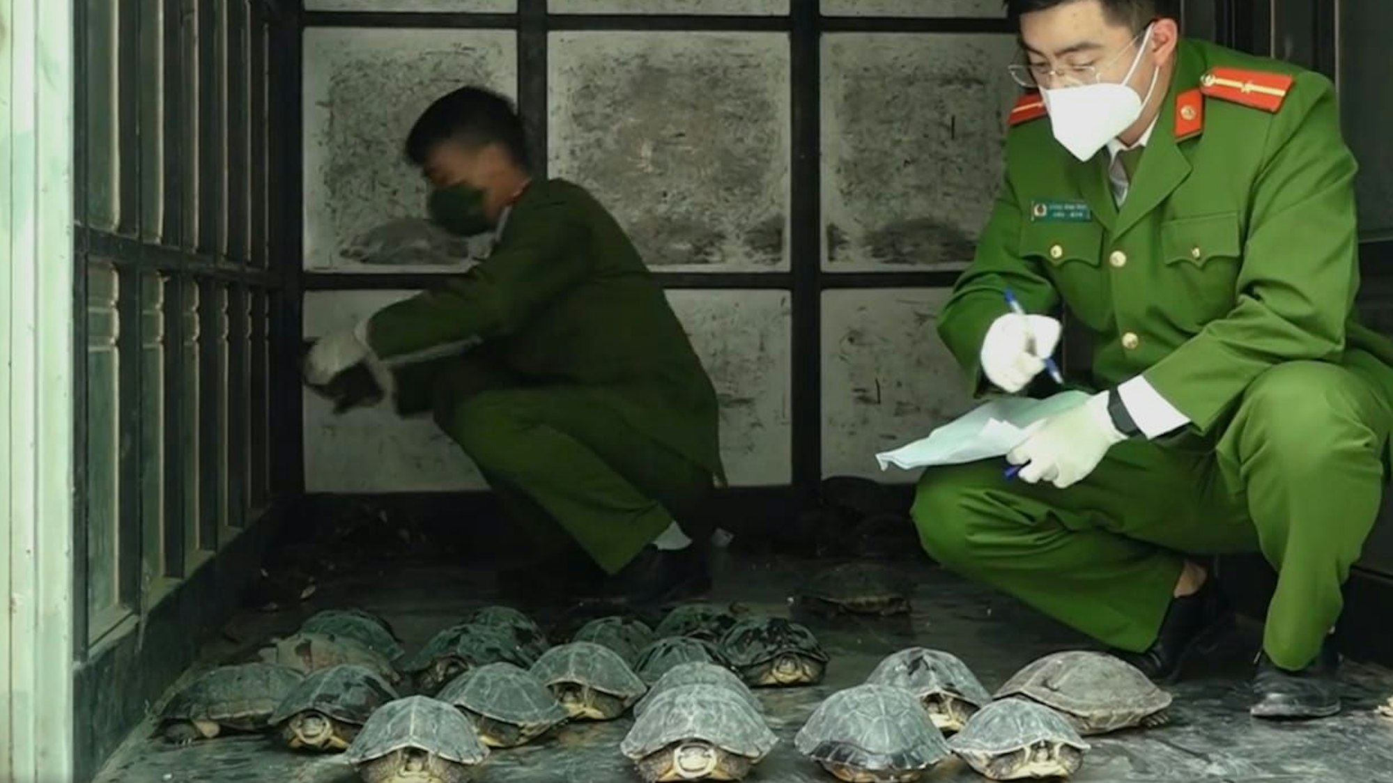 Polizisten hocken neben mehreren Schildkröten in einem Container und machen Notizen.