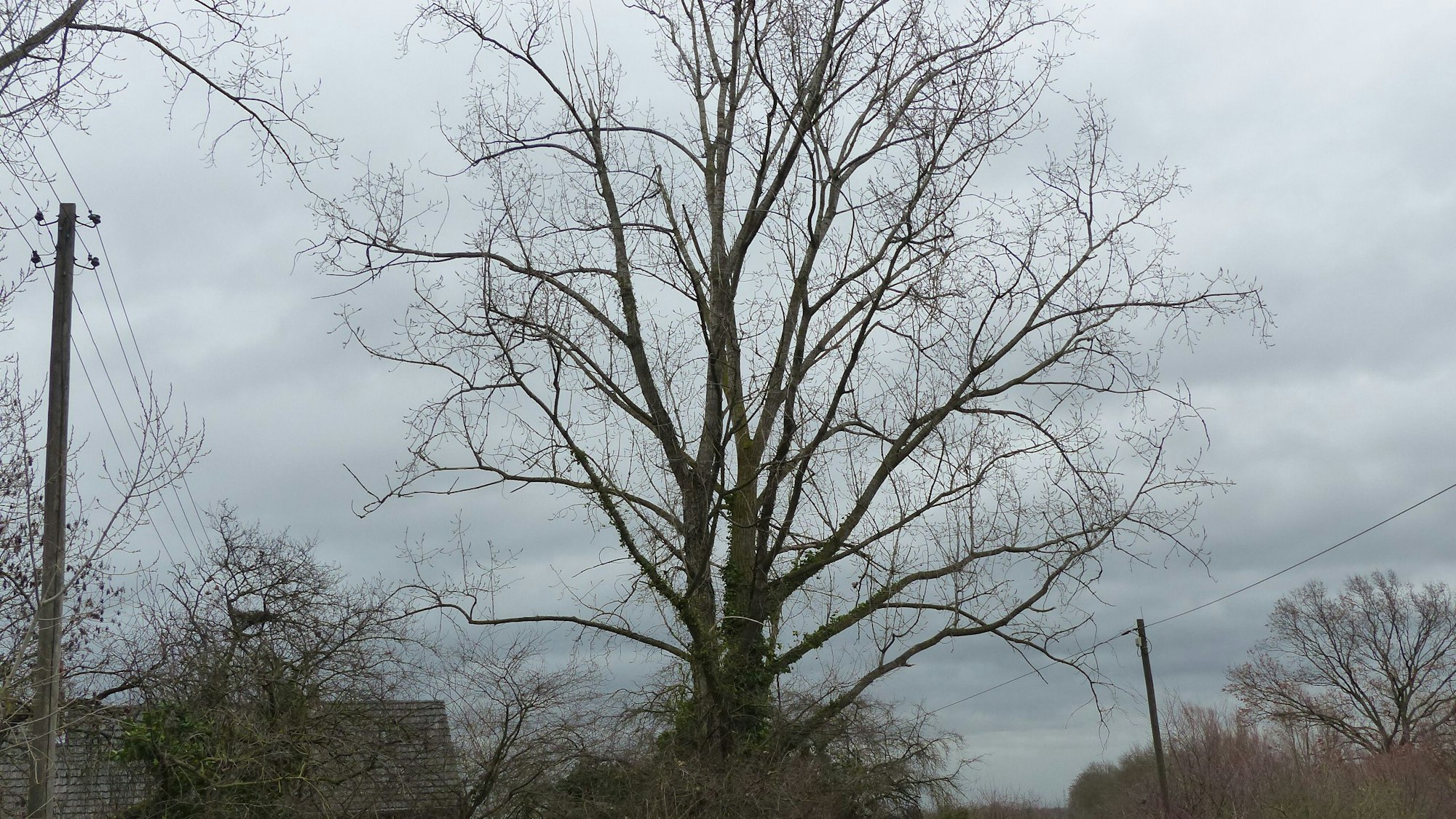 Das Foto zeigt die Pappel an der Pletschmühle in Pulheim. Sie ist nicht mehr standsicher und muss gefällt werden.