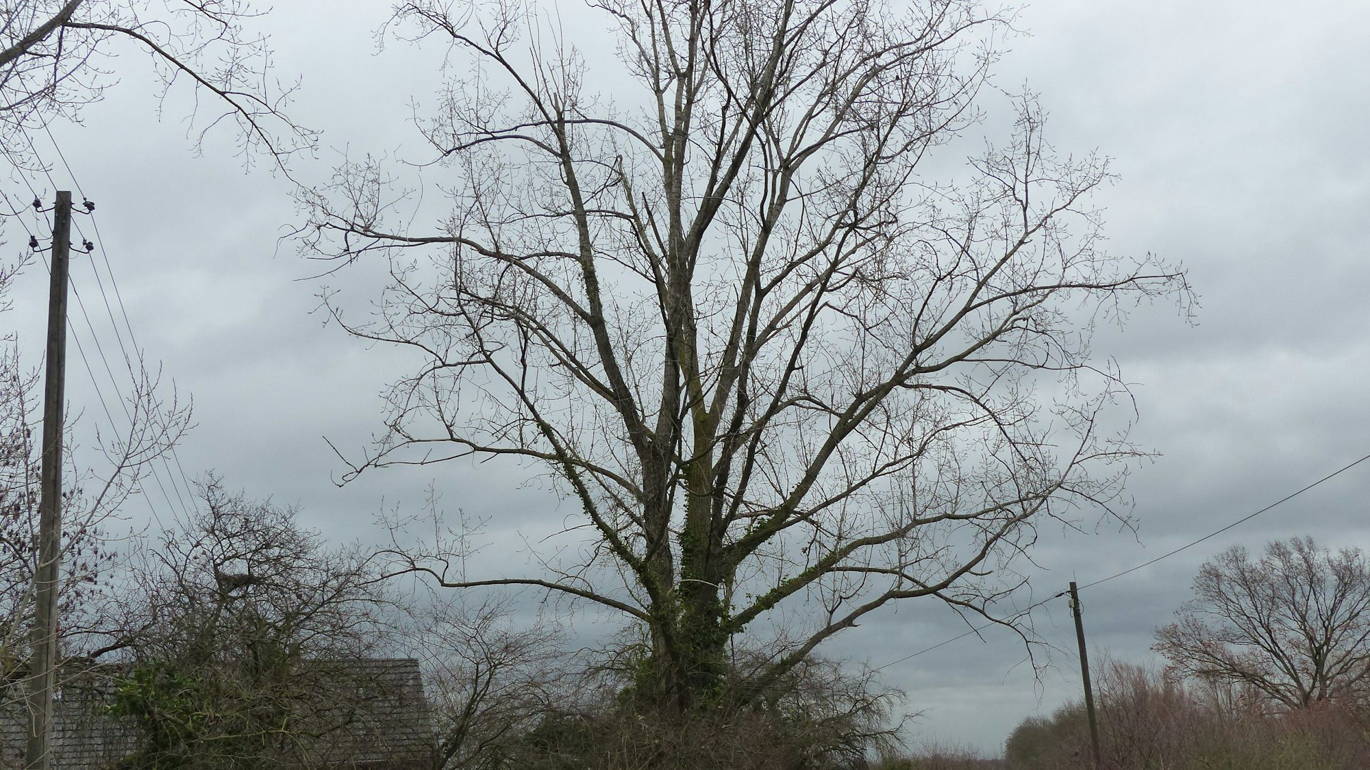 Das Foto zeigt die Pappel an der Pletschmühle in Pulheim. Sie ist nicht mehr standsicher und muss gefällt werden.