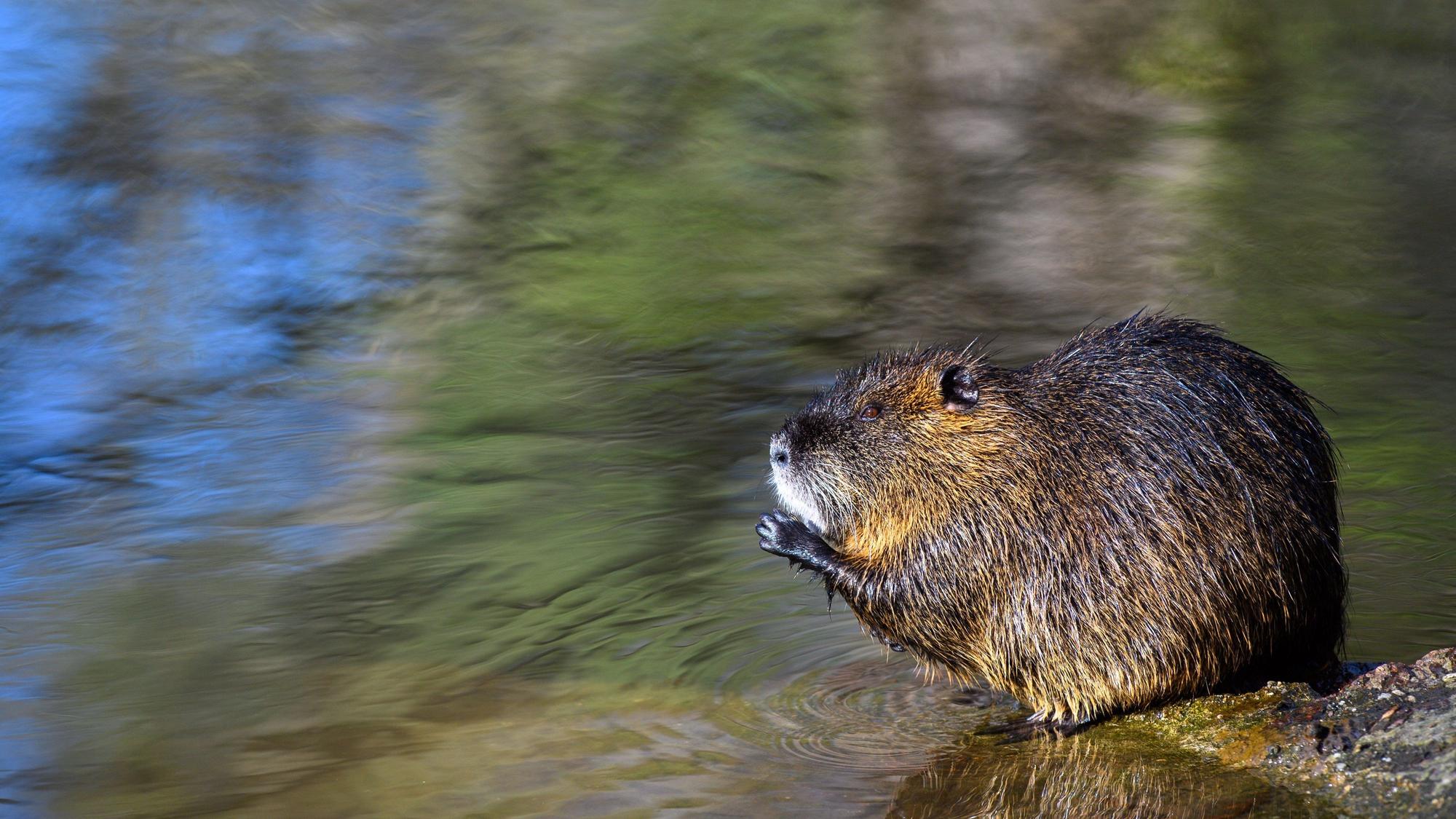 Ein Nutria sitzt in einem Flussarm der Saale auf einem Stein.