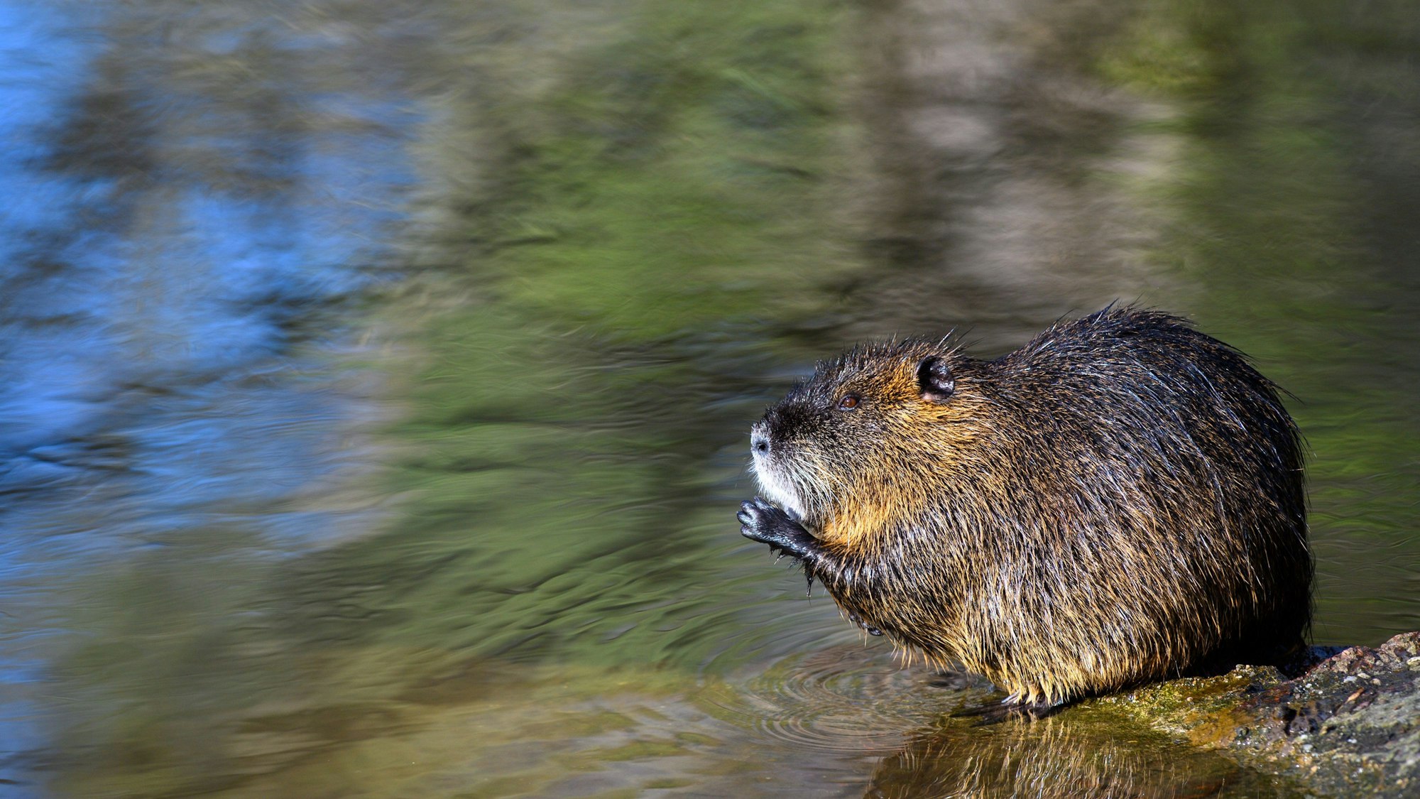 Ein Nutria sitzt in einem Flussarm der Saale auf einem Stein.
