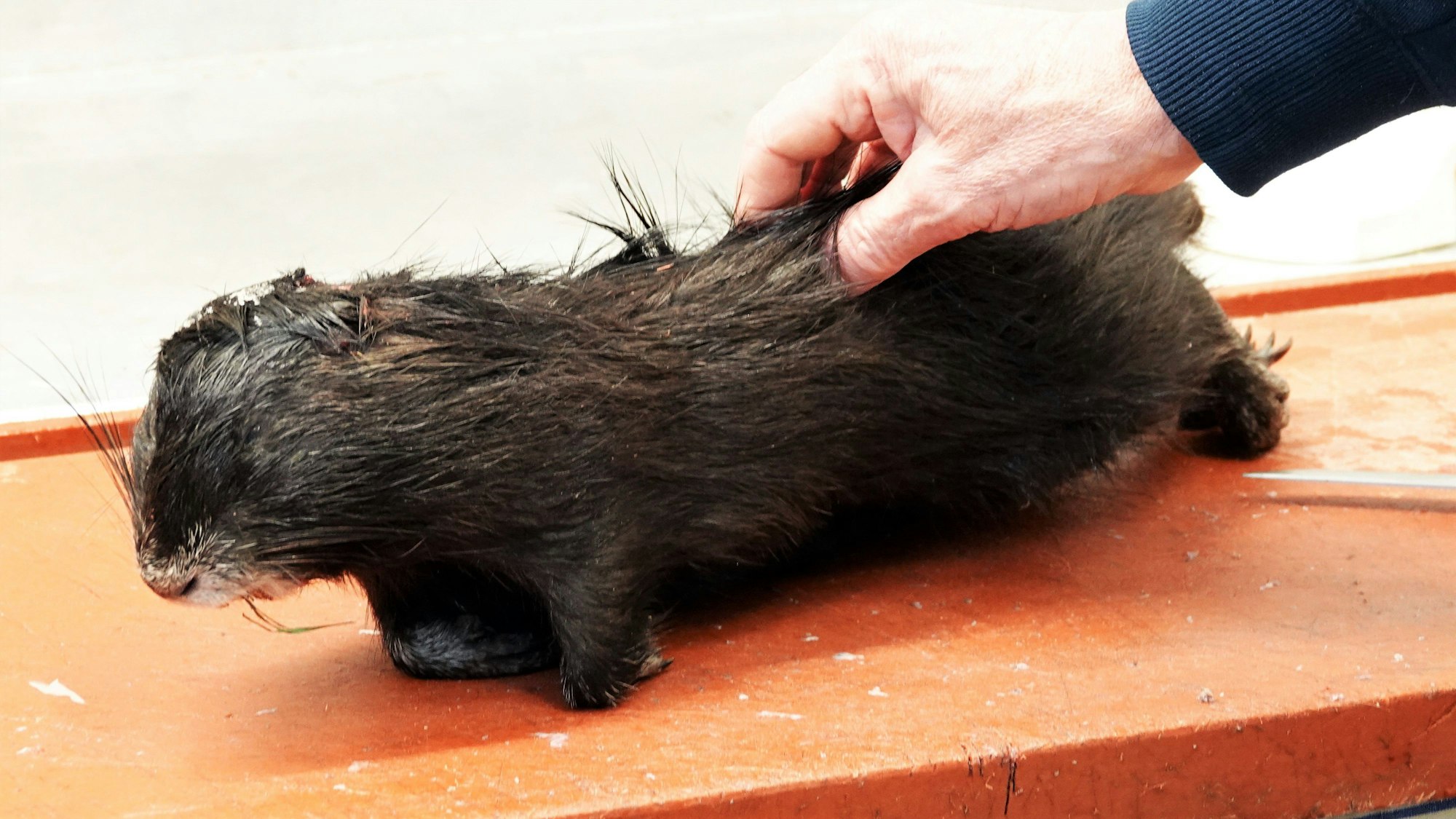Ein toter, tiefgefrorener Nutria liegt auf einem Schneidebrett vor der Bearbeitung durch einen Kochkursteilnehmer.