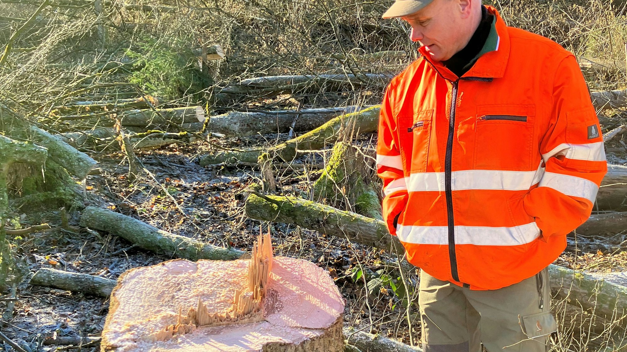 Guido Hennig vom Aggerverband betrachtet die Reste eines Baumstamms.