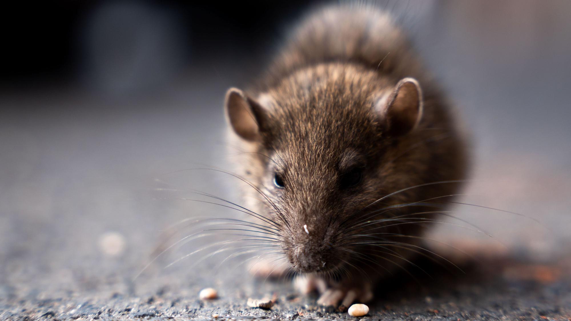 Eine Ratte.
