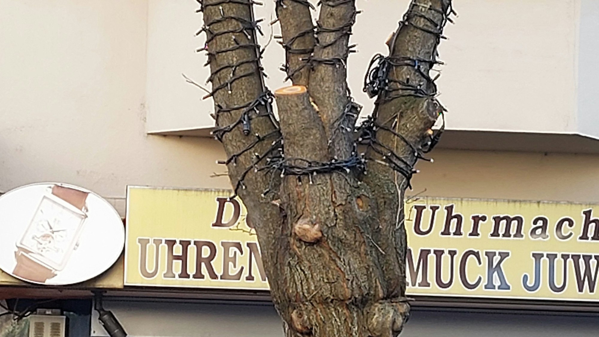 Zu sehen ist ein Aststumpf eines Baumes mit einem Durchmesser von etwa zen Zentimetern an der Deutzer Freiheit.