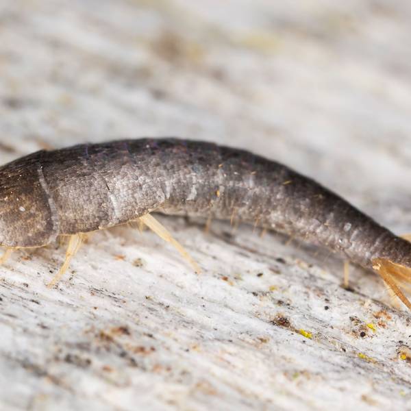 Silberfischchen sitzt auf Holz