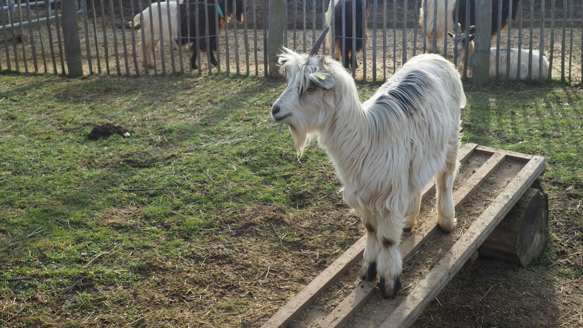 Das Foto zeigt eine weiße Ziege im Umweltzentrum Friesheimer Busch.