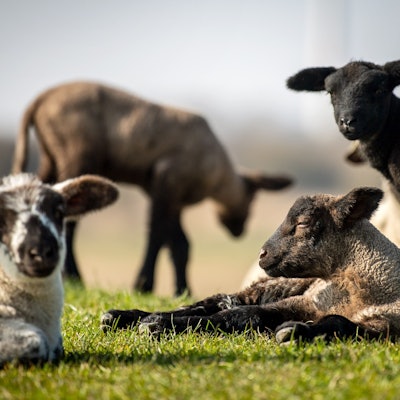 Lämmer stehen und liegen in der Sonne auf. (Symbolbild)