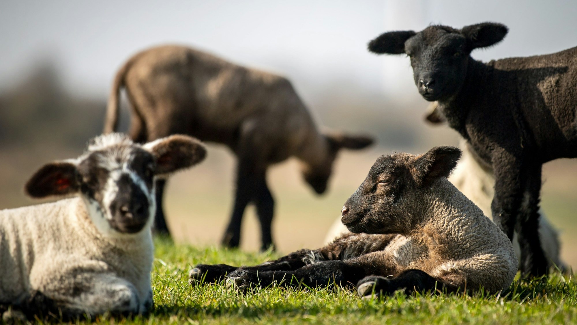 Lämmer stehen und liegen in der Sonne auf. (Symbolbild)