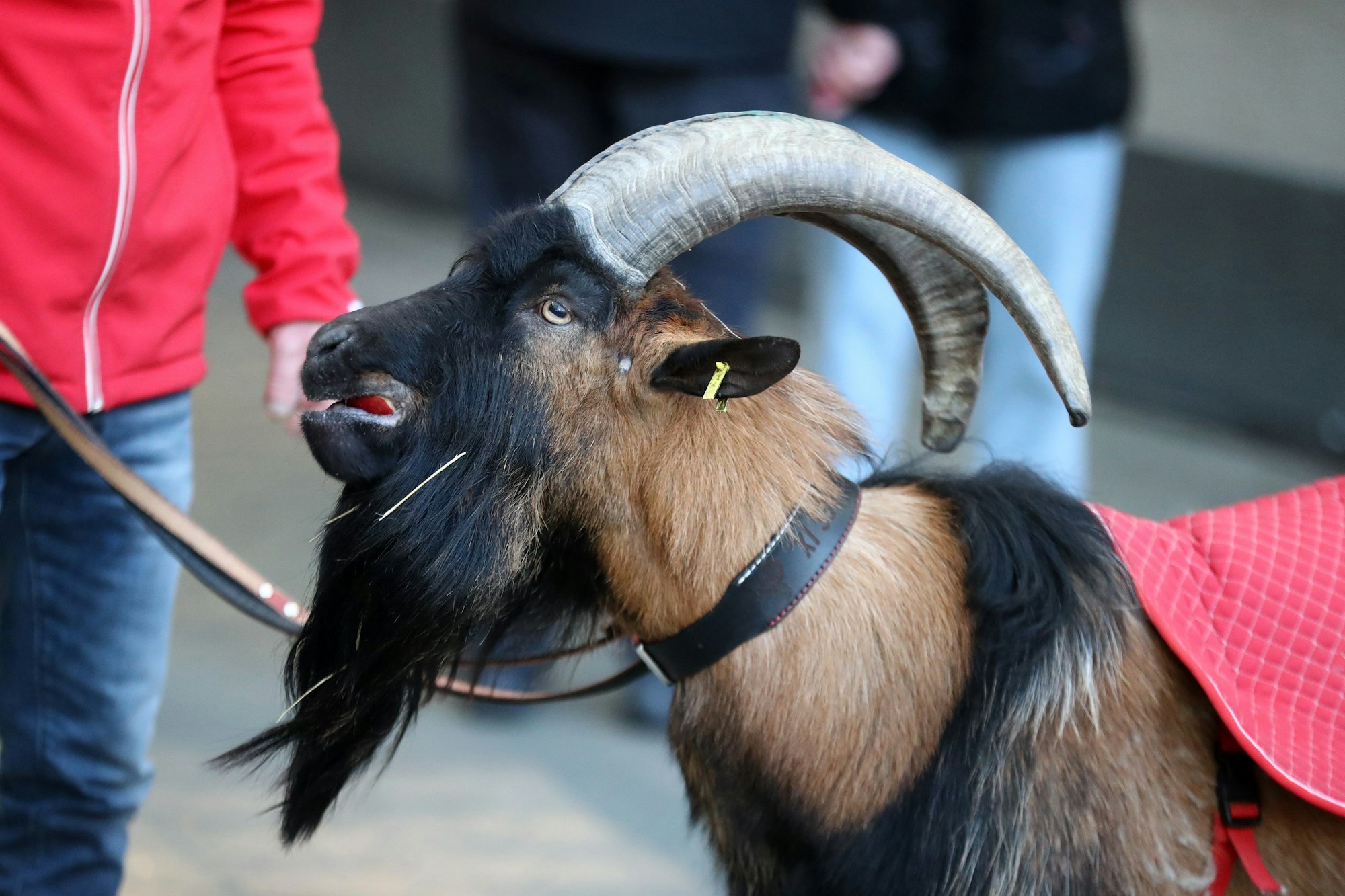 Maskottchen Hennes (1. FC Köln)