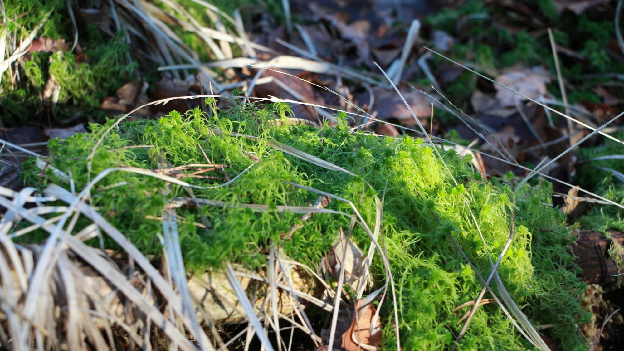 Zu sehen ist der teilweise mit Moos bedeckte Moorboden.